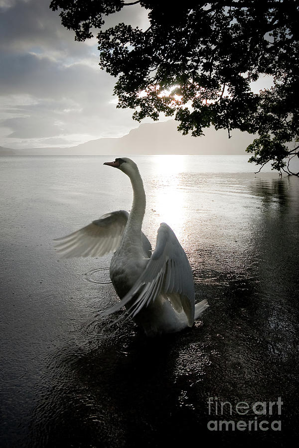 Sunrise Swan, Ullswater Photograph by Tom Holmes Photography