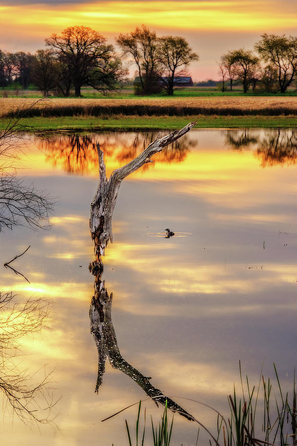 Sunrise Symmetry -  reflected tree and duck on a Wisconsin pond at sunrise Photograph by Peter Herman