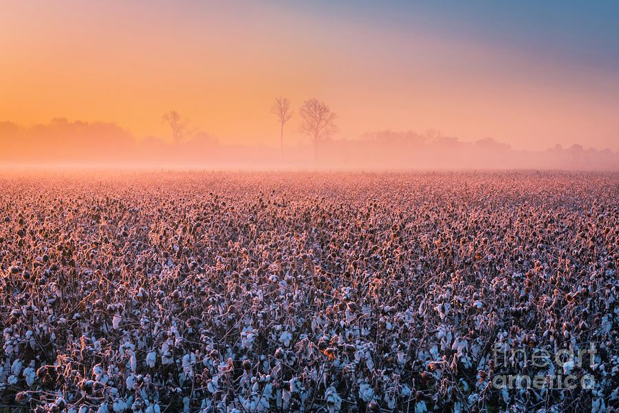 Sunrise through Mist and Fog over Cotton Fields in Tennessee Photograph by Ranjay Mitra