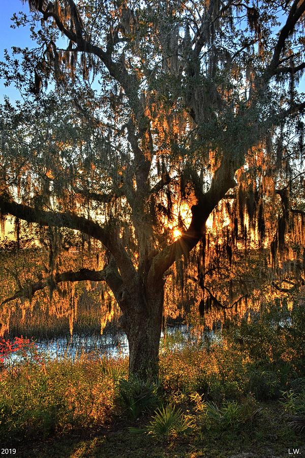 Sunrise Through The Oak Tree Photograph by Lisa Wooten