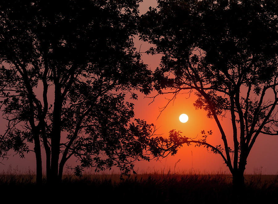 Sunrise Through The Trees Photograph