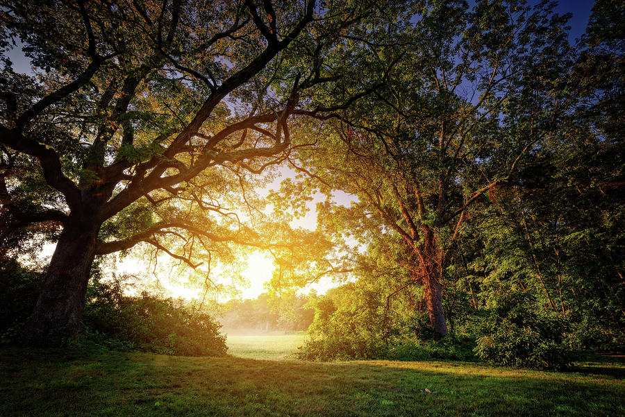 Summer Photograph - Sunrise Through The Trees by Rick Berk