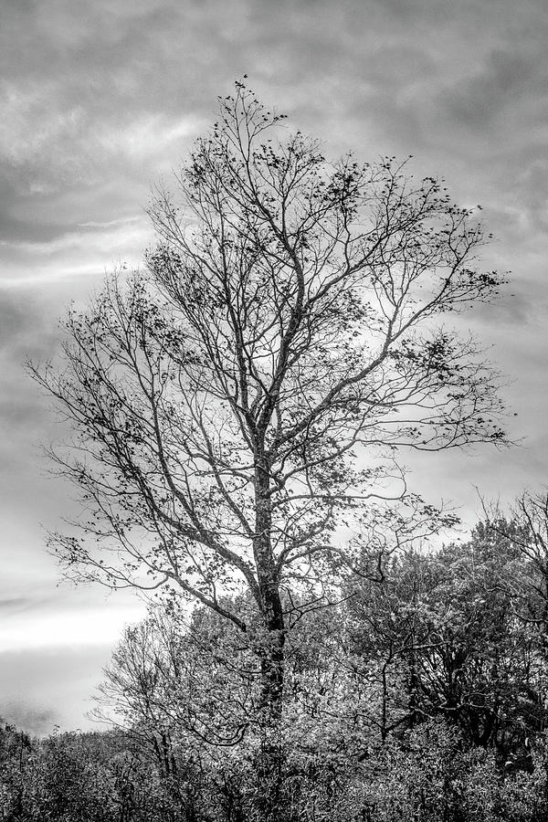 Fall Photograph - Sunrise Tree Black and White  by Debra and Dave Vanderlaan