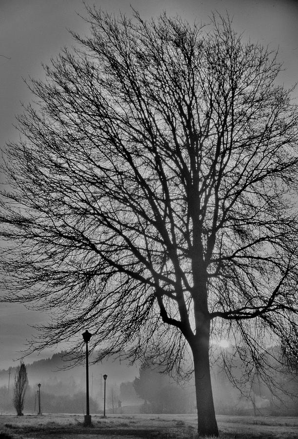 Sunrise Tree Black and White Photograph by Russel Considine