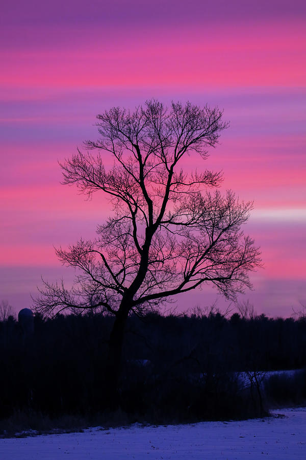 Sunrise Tree Photograph by Brook Burling