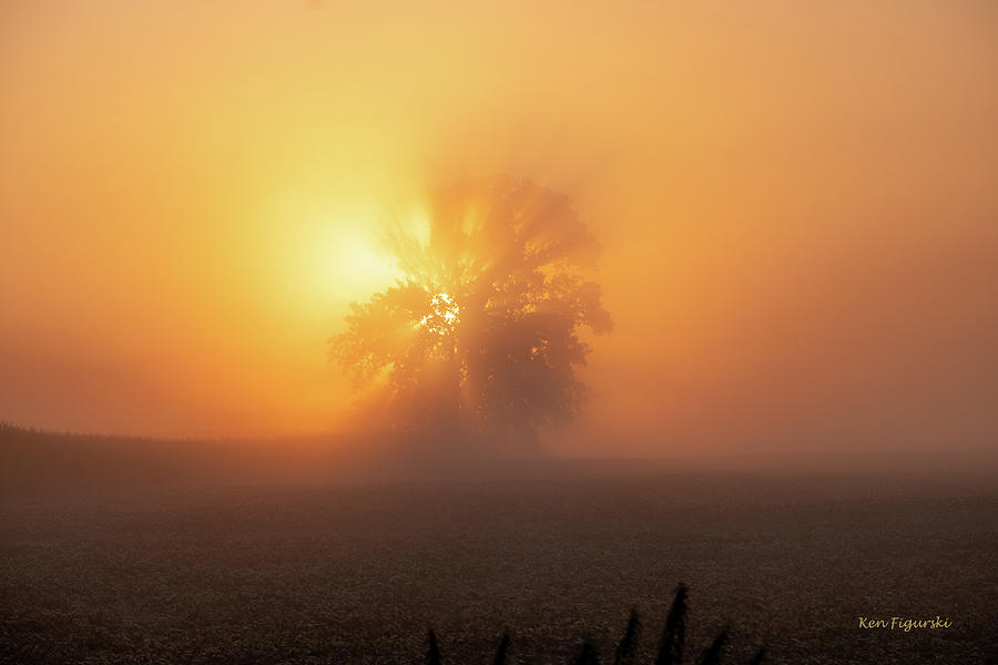 Sunrise Tree Fog Photograph by Ken Figurski