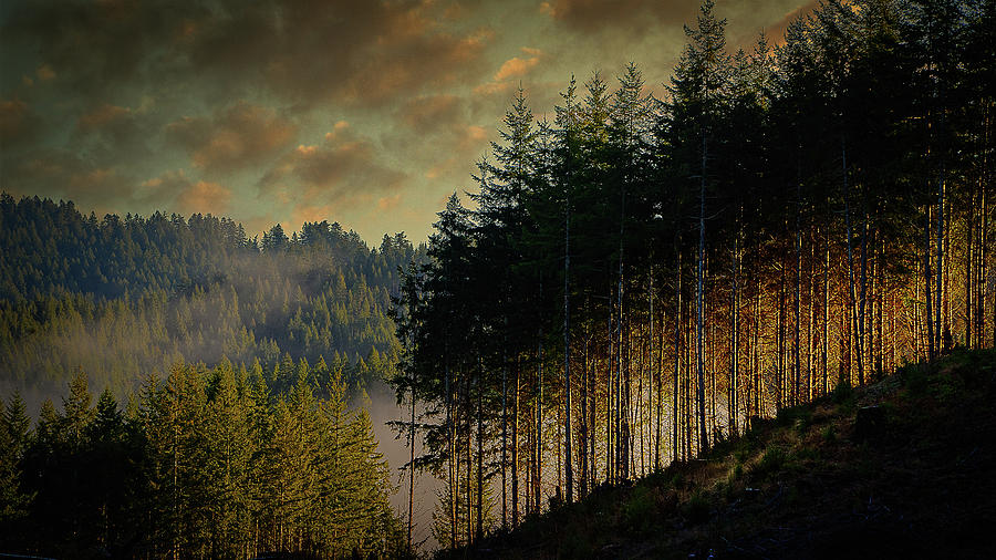 Sunrise Tree Line Photograph by Bill Posner