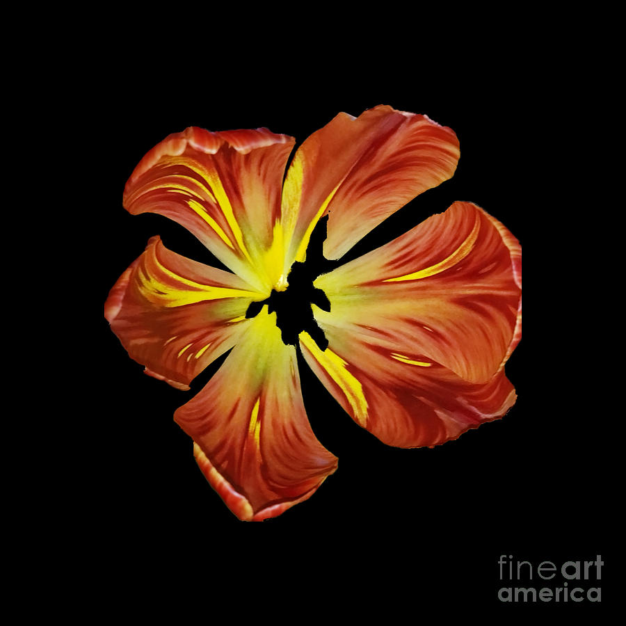 Sunrise Tulip  Photograph by Donna Brown