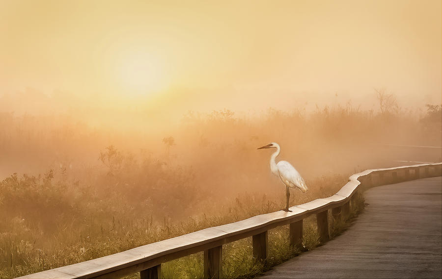 Sunrise Vision Photograph by Louise Lindsay