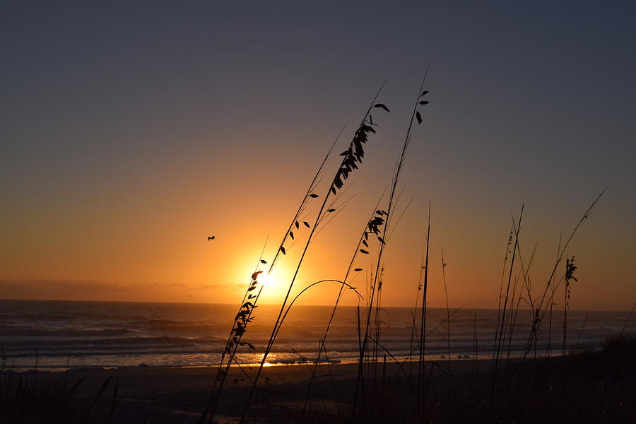 Sunrise w/ Sea oats Jacksonville Beach, Florida Photograph by Christey Merton