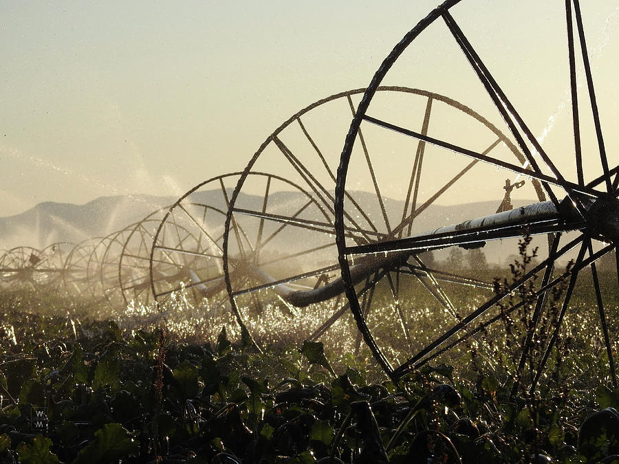 Farm Photograph - Sunrise Wheel Line by Wyatt Miller