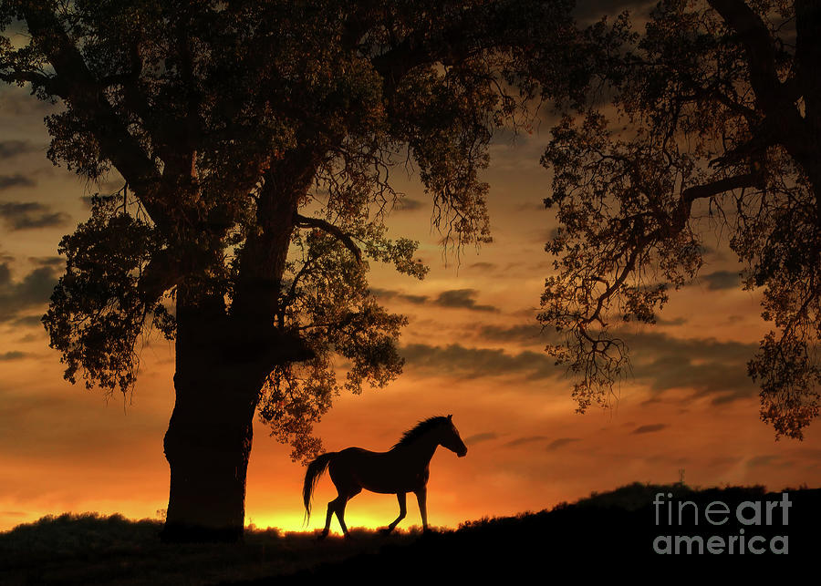 Sunrise with Horse and Oak Tree Beautiful and Serene Photograph by Stephanie Laird