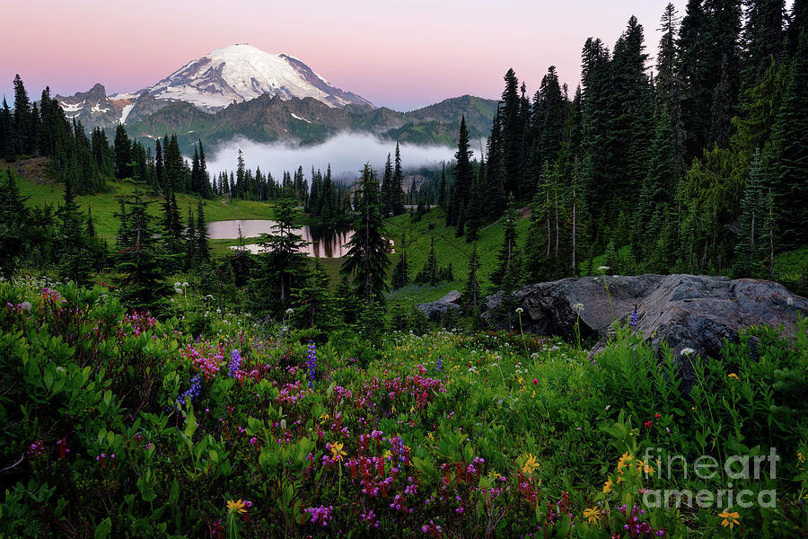 Summer Wildflowers with Tipsoo Lake and Mount Rainier at Sunrise Photograph by Tom Schwabel