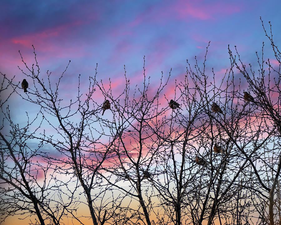 Sunrise with the American Robins Photograph by Debra Martz
