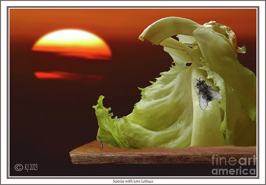 Sunrise with torn Lettuce Photograph by Klaus Jaritz