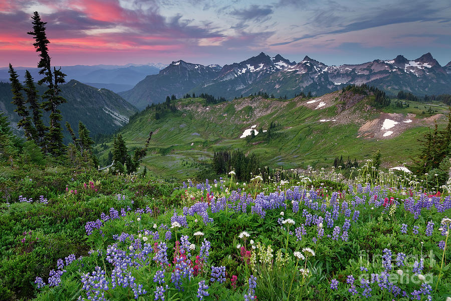 Sunrise with Wildflowers Overlooking Tatoosh Mountains in Mount Rainier National Park  Photograph by Tom Schwabel