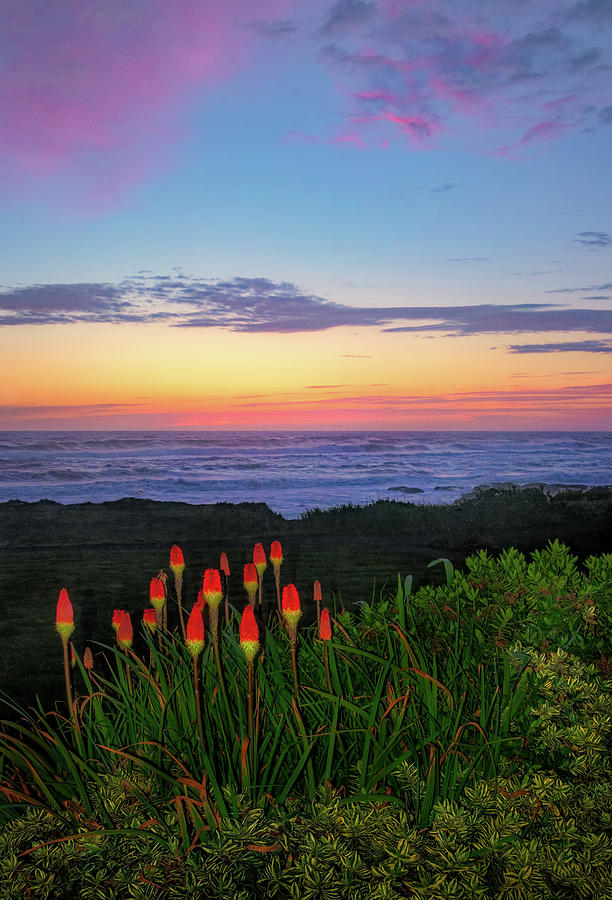 Sunset along an Oregon Coast Trail Photograph by Carolyn Derstine