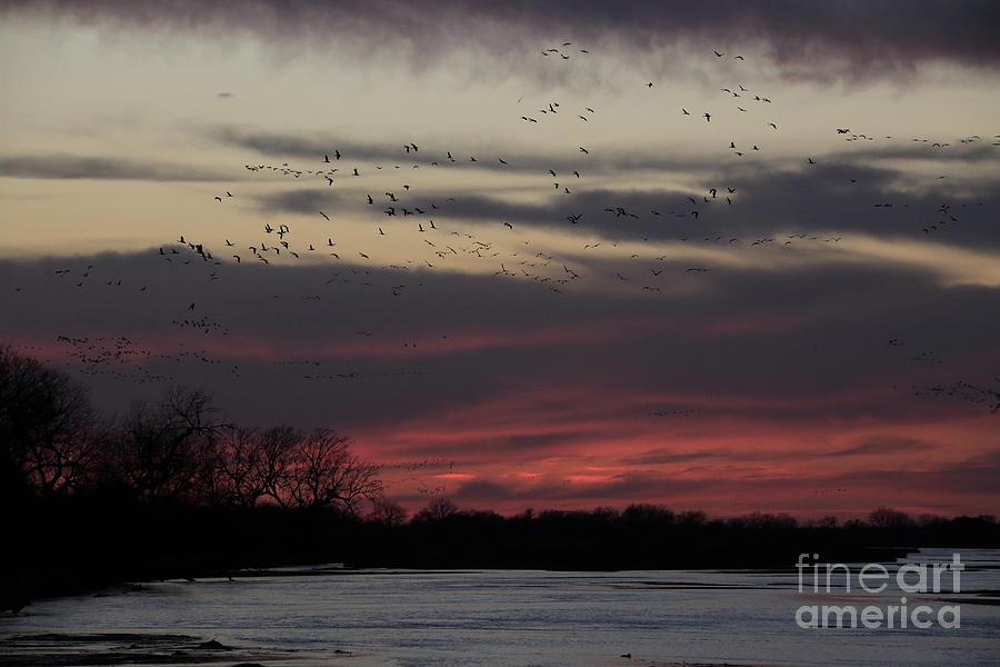 Tree Photograph - Sunset Along the Platte by Stephen Schwiesow