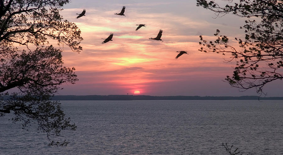 Sunset and Birds at Kentucky Lake Photograph by James C Richardson