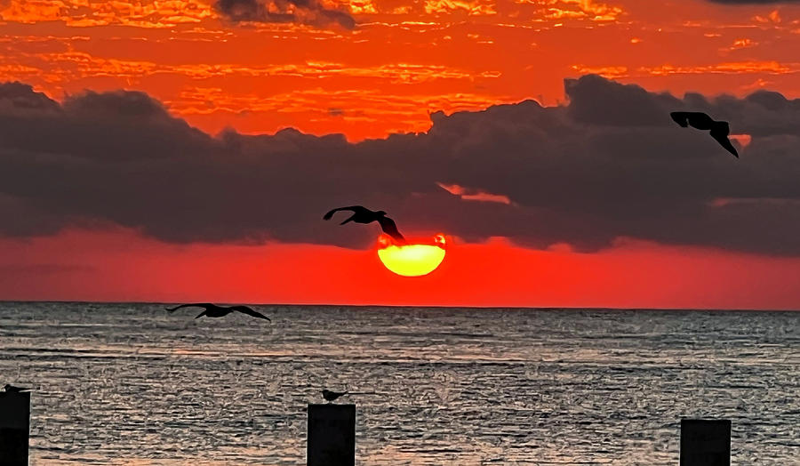 Sunset and Birds Photograph by Matt Swinden