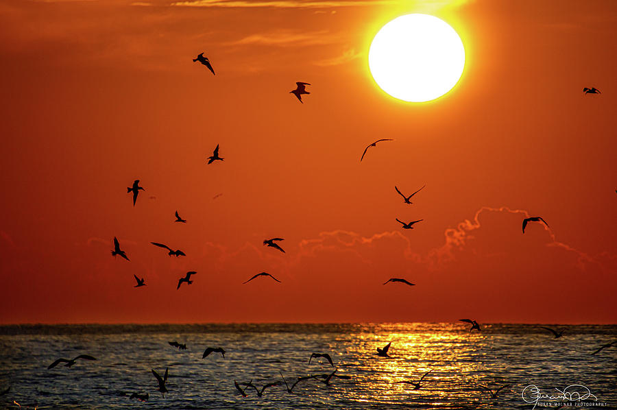 Sunset and Birds Photograph by Susan Molnar