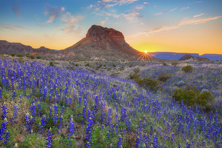 Sunset and Bluebonnets at Big Bend 21 Photograph by Rob Greebon