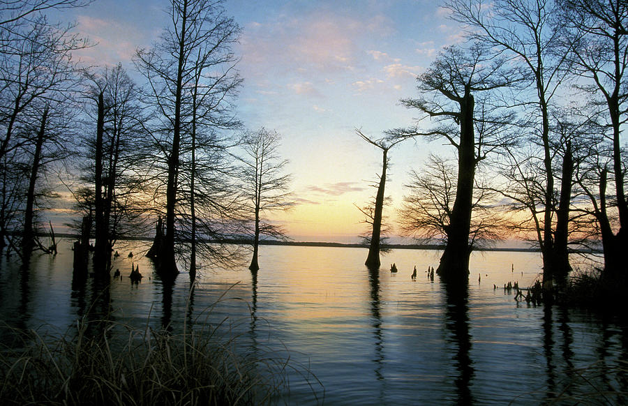 Sunset and Cypress Trees Photograph by James C Richardson