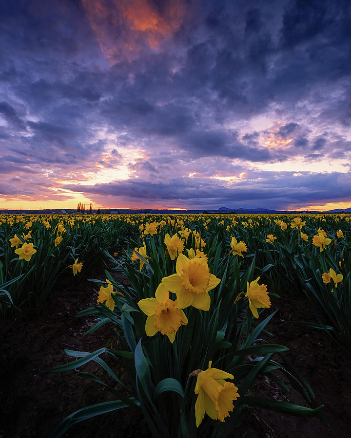 Sunset And Daffodils Photograph