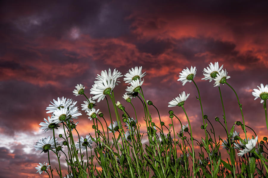 Sunset and Daisies Photograph by Robert Potts