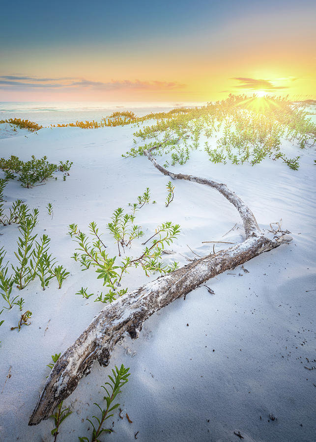 Sunset And Driftwood At The Gulf Islands National Seashore Photograph by Jordan Hill