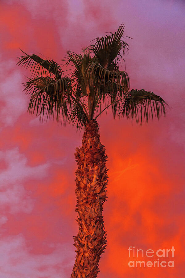 Sunset And Palm Tree Photograph by Robert Bales