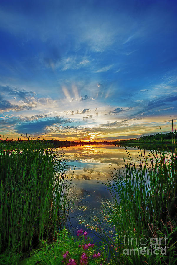 Sunset and Sunbeams through the Reeds Photograph by David Arment