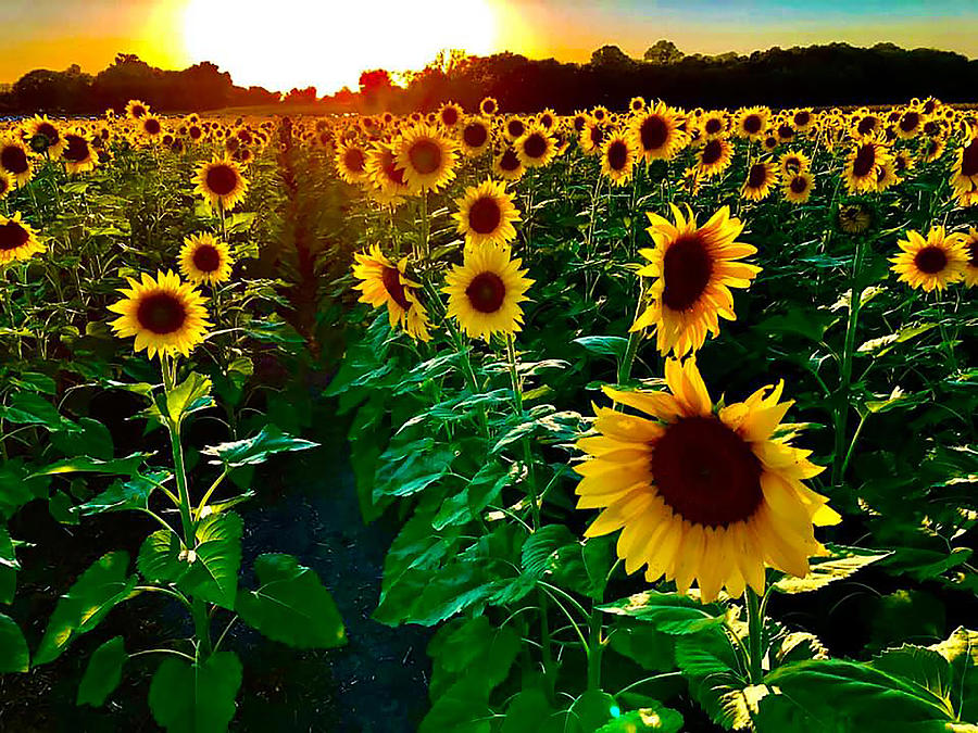 Sunset And Sunflowers Photograph