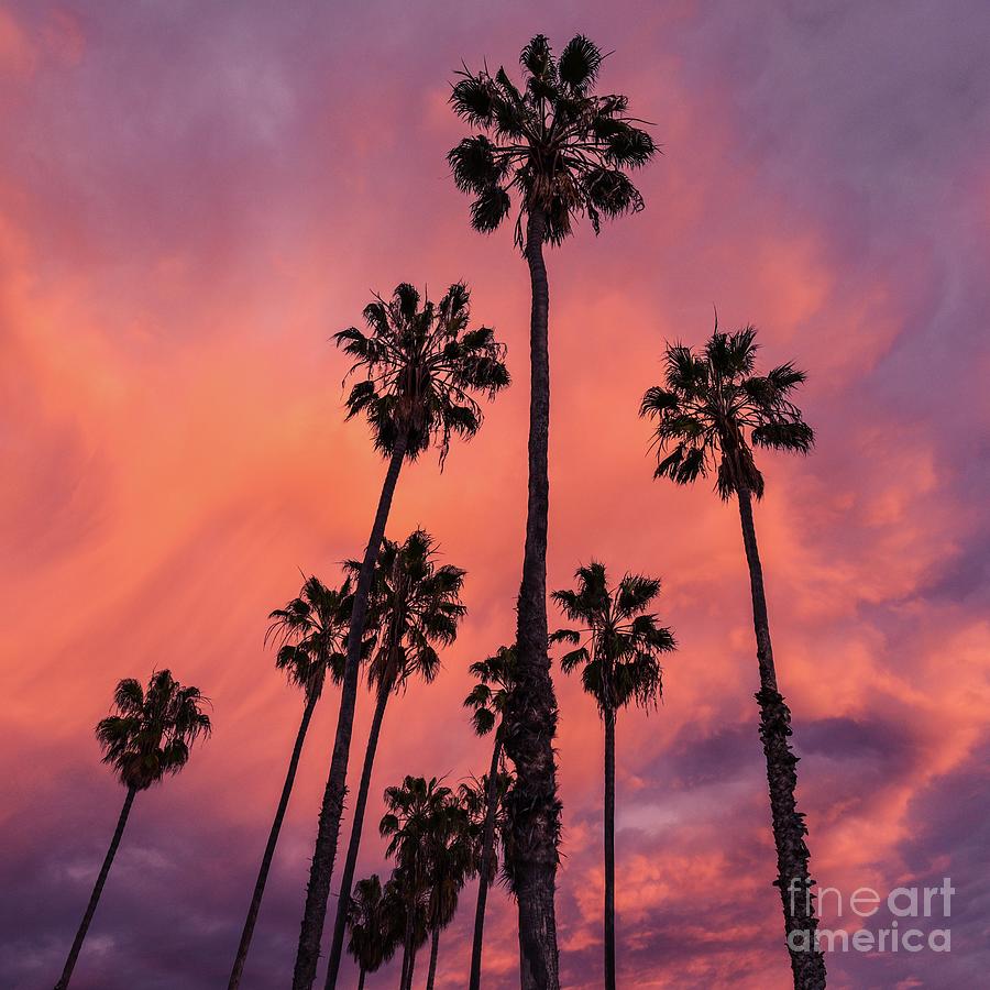 Sunset and Tress Photograph by Depika Ralte