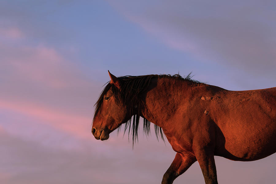 Sunset and Wild Horse Photograph by Mary Hone