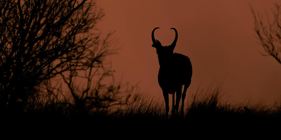 Sunset Antelope  Photograph by Gary Langley