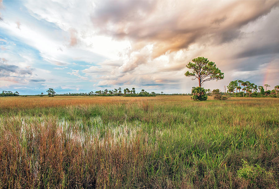 Sunset At Big Cypress Photograph by Rudy Wilms
