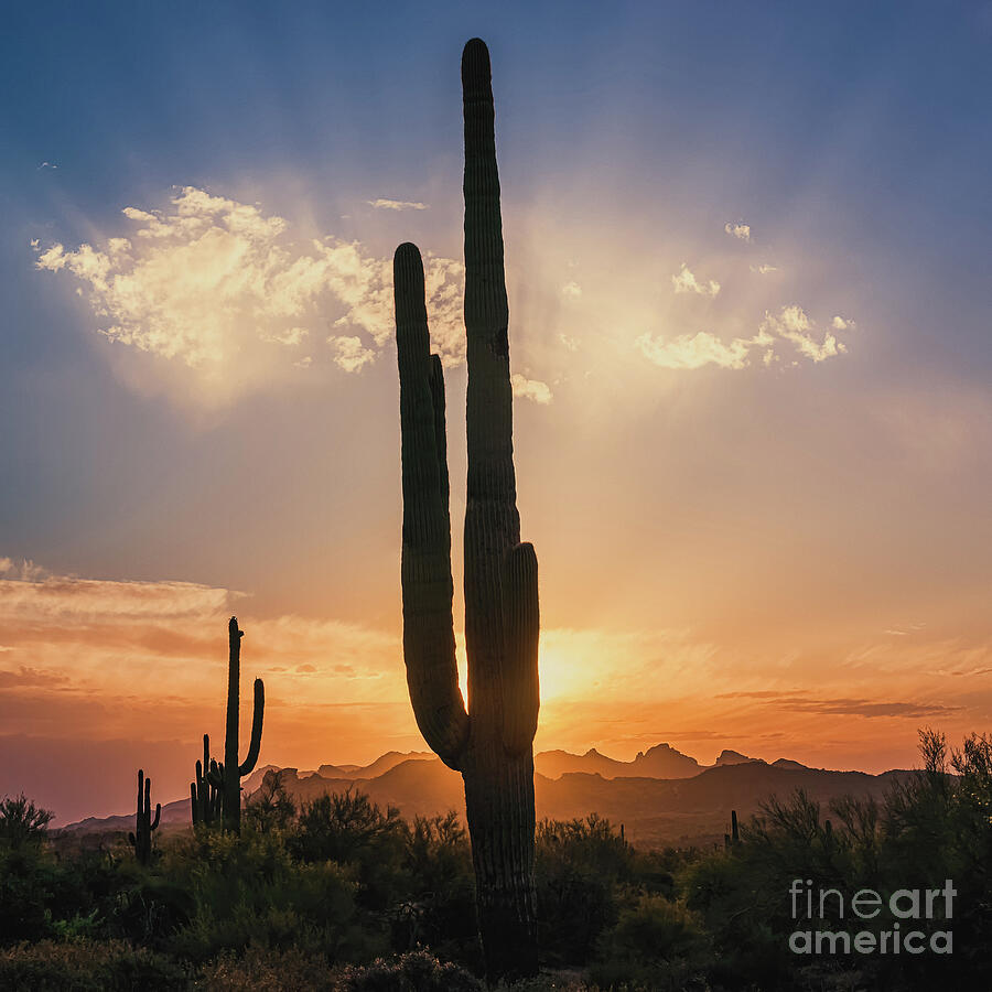 Sunset at Lost Dutchman State Park, Arizona Photograph by Henk Meijer Photography