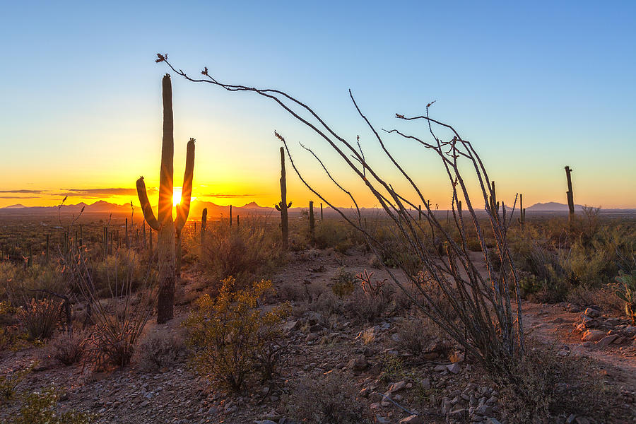 Sunset at Saguaro National Park, New Mexico Photograph by Patrick Leitz