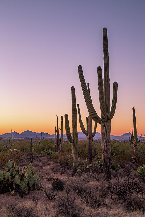 Sunset at Saguaro National Park West 7 Photograph by Cindy Robinson ...