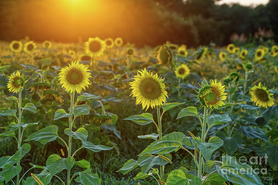 Sunset At Sunflower Field Photograph by Jennifer White