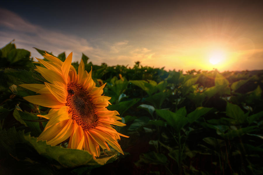 Sunset at sunflower field Photograph by Michael S. Schwarzer