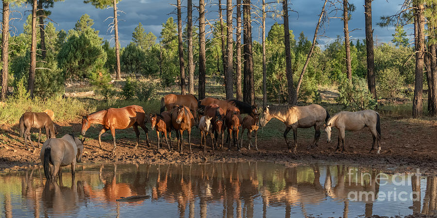 Sunset at the Waterhole Photograph by Lisa Manifold Sunset at the Waterhole Photograph by Lisa Manifold