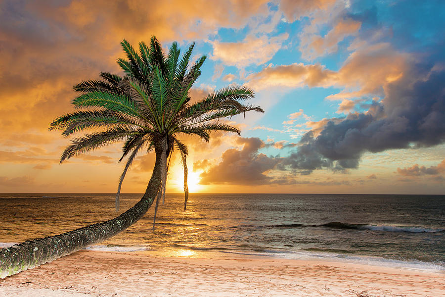 sunset Beach golden Palm  Photograph by Leonardo Dale