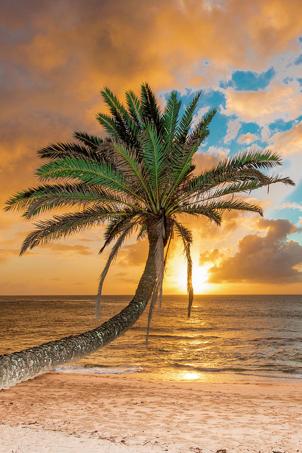 Sunset Beach Oahu Hawaii Photograph by Leonardo Dale