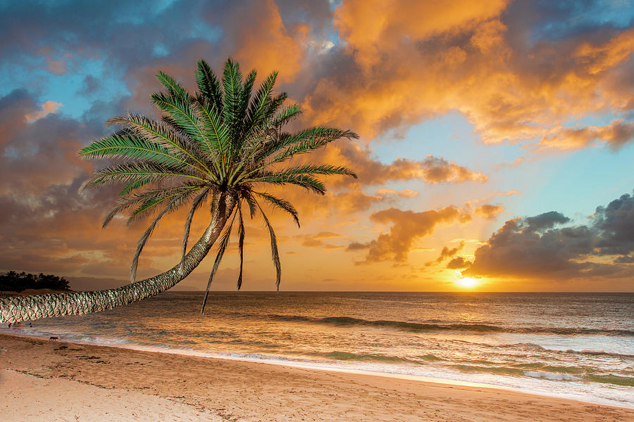 Sunset Beach Palm Photograph by Leonardo Dale