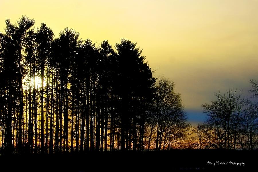 Sunset Behind the Pines Photograph by Mary Walchuck