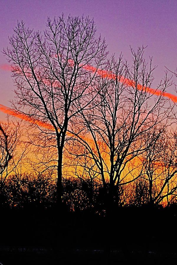 Sunset Behind the Trees Photograph by Ira Marcus