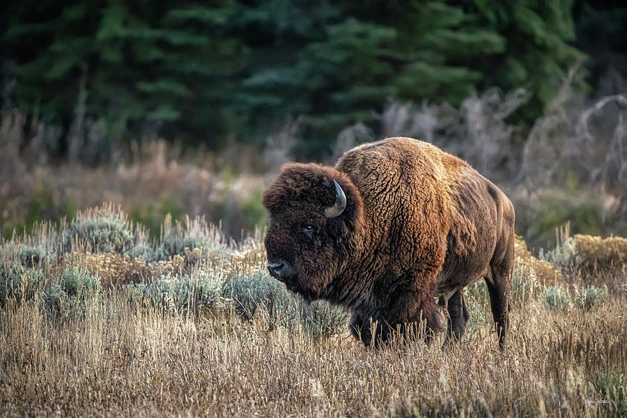 Sunset Bison Photograph by Chris Steele - Fine Art America