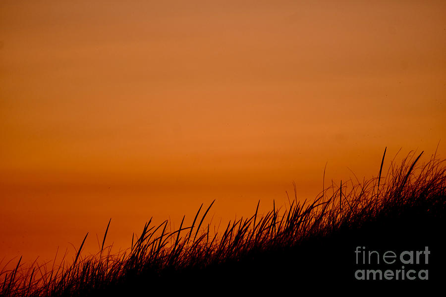 Sunset  Black Grass Photograph by Debra Banks